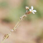 Farsetia stylosa Flower