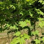 Acer diabolicum Hábito