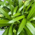 Agapanthus africanus Blad