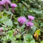 Cirsium arvenseᱵᱟᱦᱟ