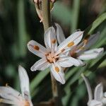 Asphodelus macrocarpus Flor