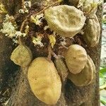 Cynometra cauliflora Fruit