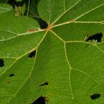 Begonia parviflora Blad