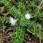 Cirsium acaulon Hoja