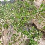 Ehretia amoena Hoja