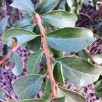Ximenia caffra Ravina
