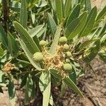 Boscia coriacea Fruit