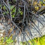 Ophiopogon planiscapus 葉