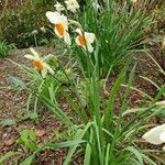 Narcissus × medioluteus Habitat