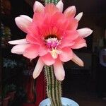 Echinopsis huascha Flor