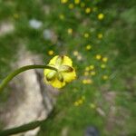 Ranunculus auricomus Flower