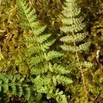 Woodsia ilvensis Leaf