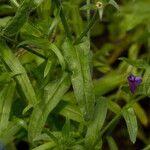 Echium plantagineum Blad