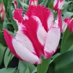 Tulipa gesnerianaFlower