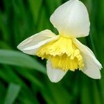 Narcissus bicolor Other