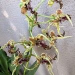 Dendrobium spectabile