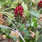 Trifolium incarnatum Fleur