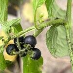 Solanum scabrum Fruit