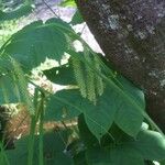 Carex crinita Leaf