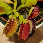 Dionaea muscipula List