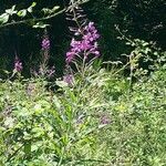 Epilobium angustifoliumFlor