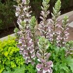 Acanthus spinosusFlor