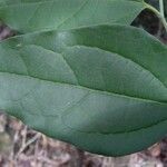 Celtis hypoleuca Leaf