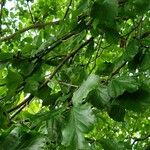 Parrotia persica पत्ता