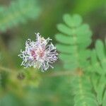 Mimosa skinneri Λουλούδι