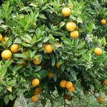 Citrus aurantium ᱡᱚ