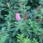 Spiraea salicifolia 形態