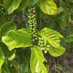 Psychotria viridis Frutto