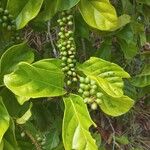 Psychotria viridis Frucht