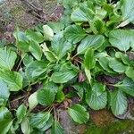 Bergenia crassifolia Habitus