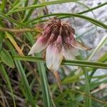 Trifolium pallescens 花