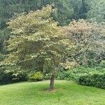 Cercis canadensis Tervik taim