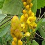 Senna alata Flor