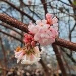 Viburnum farreri Cvet