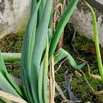 Allium fistulosum 葉