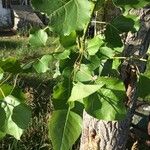 Populus nigraপাতা