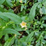 Pavonia spinifex Leaf