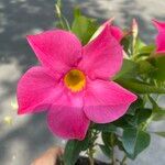 Mandevilla sanderiFlors