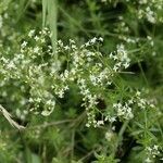 Galium mollugoFiore