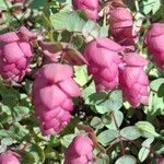 Origanum scabrum Flower