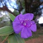 Tibouchina urvilleana Flower