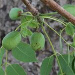 Sclerocarya birrea Плод