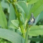 Vicia bithynica Flower