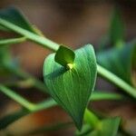 Ruscus hypoglossum Fulla