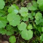 Sibthorpia europaea Leaf