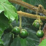 Solanum crinitum Vrucht